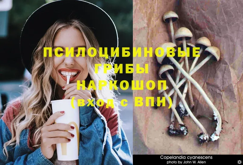 Псилоцибиновые грибы MAGIC MUSHROOMS  где продают наркотики  Петровск-Забайкальский 